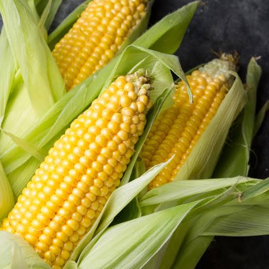 Maize